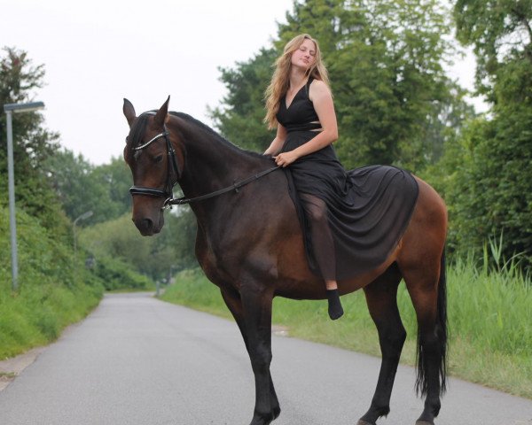 horse Jabadabado (KWPN (Royal Dutch Sporthorse), 2014, from Mtf Starpower)