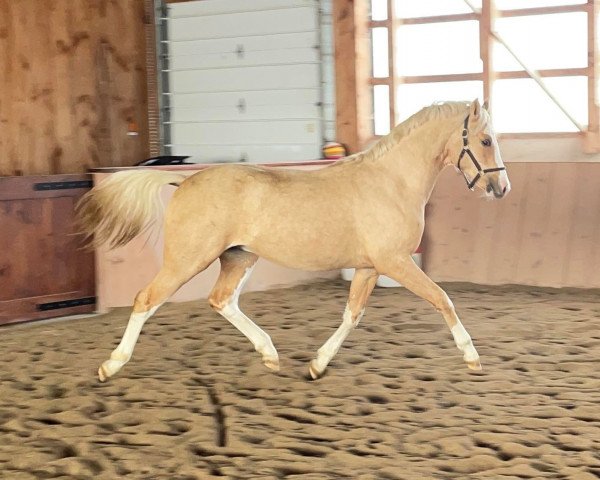 Deckhengst Dresscode Date Knight (Deutsches Reitpony,  , von Dating Point At)