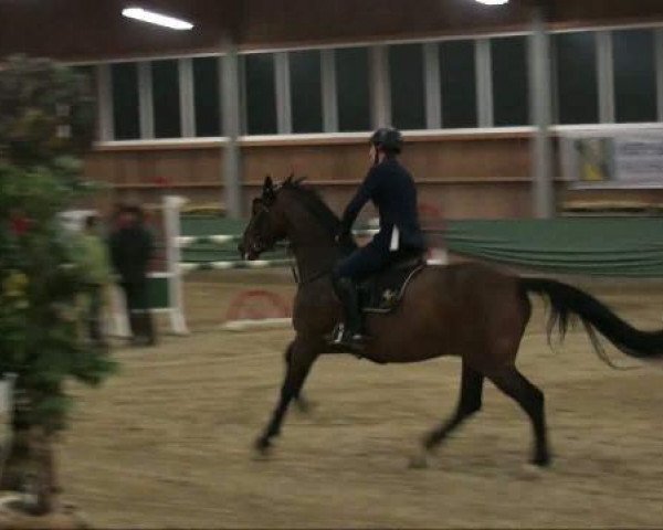 jumper Chico 734 (Württemberger, 2003, from Candillo Z)