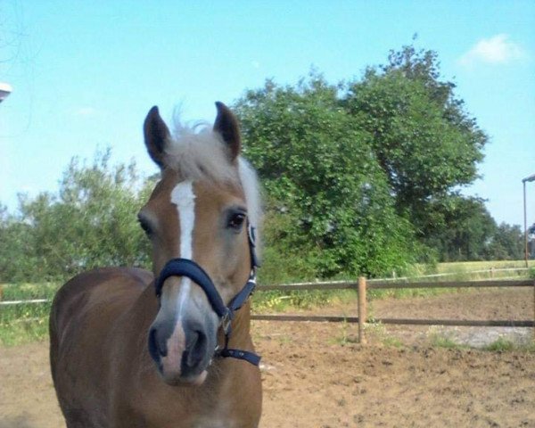 broodmare Nobless (Haflinger, 1995, from Nastral)