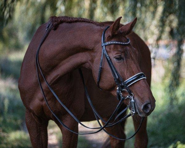 Pferd Riccardo Royal Ks (Österreichisches Warmblut, 2011, von Revanche de Rubin)