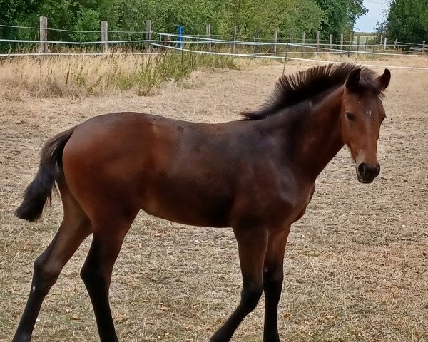 horse Stute v. Flashbang (Westphalian, 2022, from Flashbang)