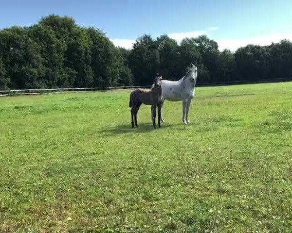 Video von Loriol I