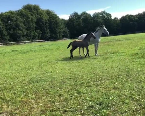 Video von Loriol I