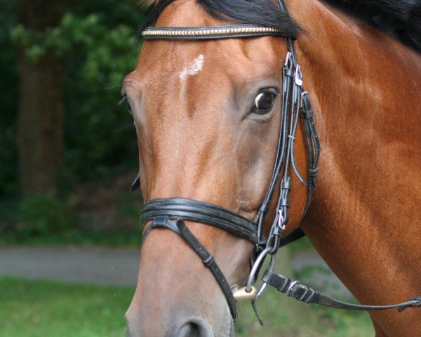 horse Eldorado (Oldenburg, 1996, from Ex Libris)