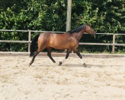 Dressurpferd Asima 2 (Arabisches Halbblut / Partbred, 2006, von Aboucher Le Premier AA)