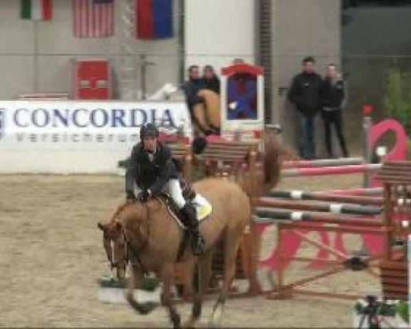 jumper Luigi 206 (Oldenburg, 2004, from Ludwig von Bayern 168 FIN) jumper Luigi 206 (Oldenburg, 2004, from Ludwig von Bayern 168 FIN)