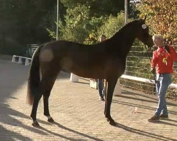 Cavallo Hengst von Cavoiro - H / FAN Holland (Oldenburger Cavallo da salto, 2020, di Cavoiro - H OLD)