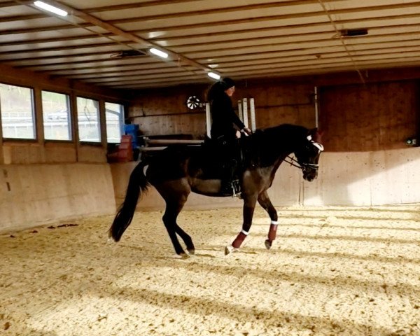 Pferd Johanna Royal (Oldenburger, 2012, von Glock's Johnson Tn)