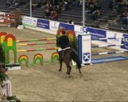 jumper Collin 41 (Hanoverian, 2002, from Contendro I)