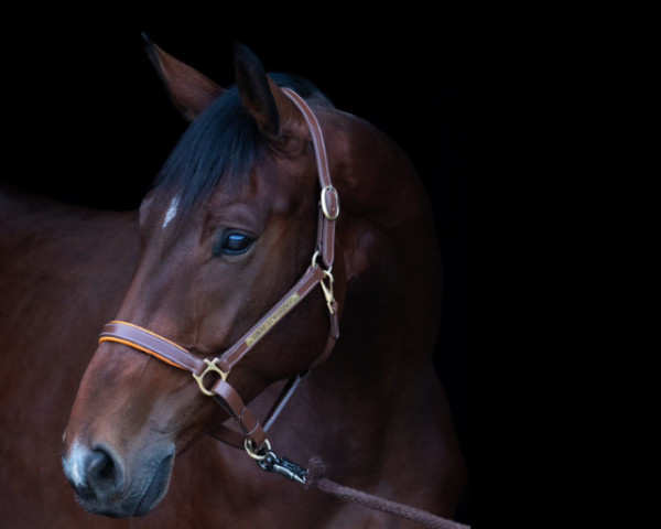 dressage horse Graf Lorenzio (Hanoverian, 2018, from Grey Top)