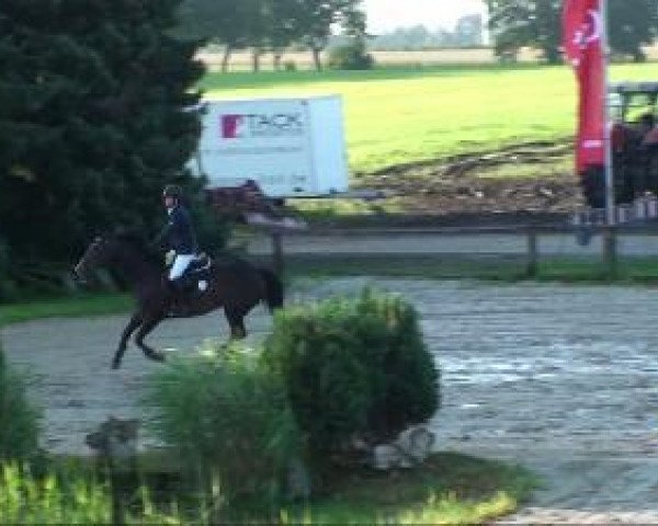 Springpferd Laskara 5 (Westfale, 2000, von Lanciano)