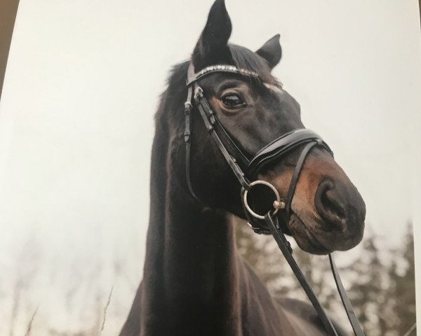 Dressurpferd Fleur La Belle 4 (Westfale, 2016, von Future Dream)