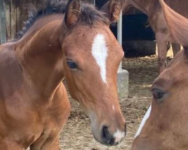 Pferd D'avie's Diamond (Oldenburger, 2022, von Gut Wettlkam's D'avie FRH)