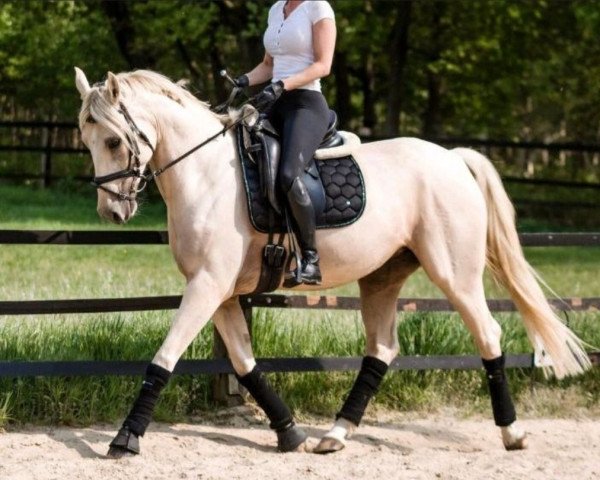 horse Rheingolds Diva (German Warmblood, 2017, from Rheingold)