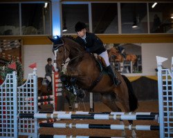 jumper Diastino (Holsteiner, 2016, from Diarado)