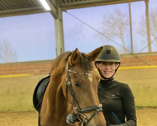 Pferd Donnabella 14 (Hannoveraner, 2018, von Don Martillo)