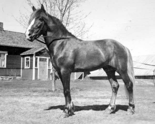 stallion Lohko yh 928 (Finnish workhorse, 1943, from Lohdutus yh 232) stallion Lohko yh 928 (Finnish workhorse, 1943, from Lohdutus yh 232)