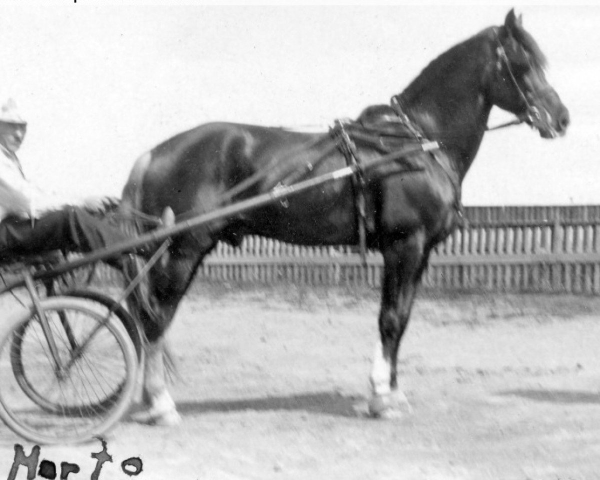 Deckhengst Murto 2306 (Finnisches Zugpferd, 1917)