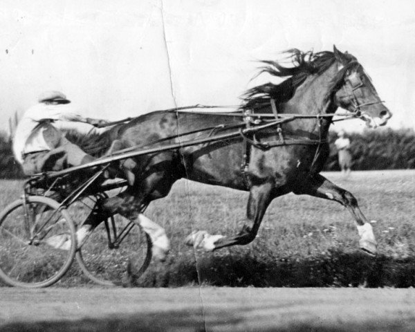 stallion Eri-Aaroni 3423 (Finnish workhorse, 1932, from Murto 2306) stallion Eri-Aaroni 3423 (Finnish workhorse, 1932, from Murto 2306)