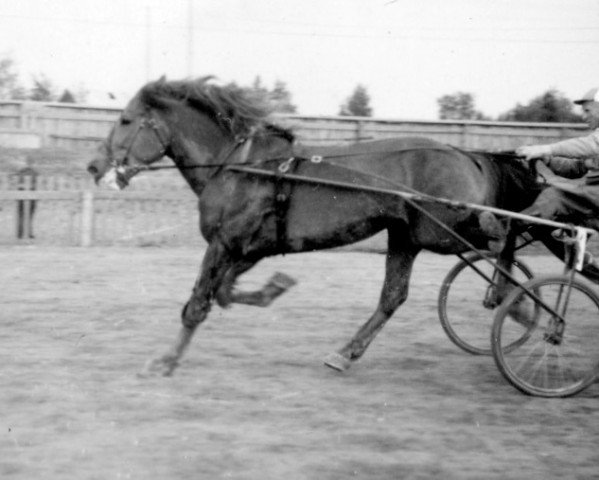 stallion Vihun-Pisko yh 1004 (Finnish workhorse, 1943, from Vihu 3402)