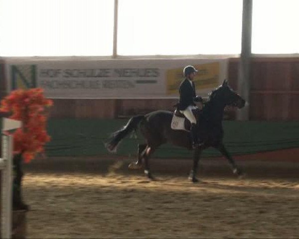 jumper Rafinesse 28 (Westphalian, 2004, from Rockwell)