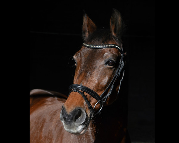 horse Fanell (Sachse, 2000, from Wackerbarth)
