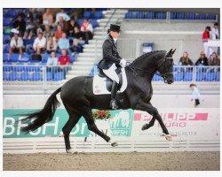 stallion San Remo (Oldenburg, 2001, from Sandro Hit)