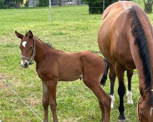 horse Nivaldo (Oldenburg, 2022, from Niagara 34)
