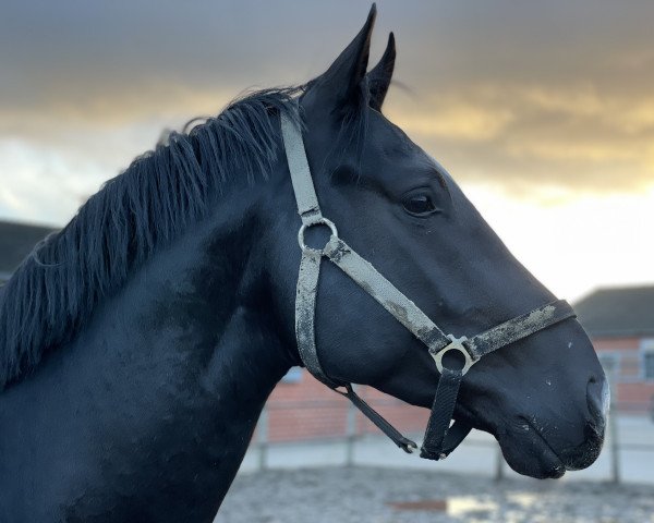 jumper Calvin Klein (Oldenburg show jumper, 2020, from Casithargos -H)