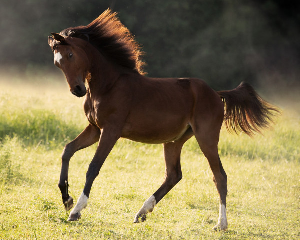 horse Columbia della Fortuna Z (Zangersheide riding horse, 2021, from Columbus Z 3)