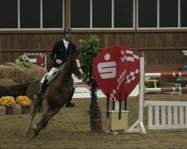 broodmare Fair Lady (Westphalian, 2002, from Ferragamo)