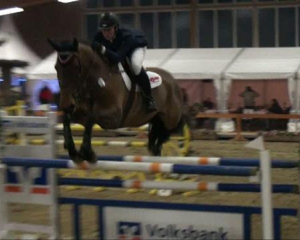 jumper Justice 5 (Zangersheide riding horse, 1998, from Jus d'Or Z) jumper Justice 5 (Zangersheide riding horse, 1998, from Jus d'Or Z)