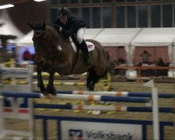 jumper Justice 5 (Zangersheide riding horse, 1998, from Jus d'Or Z)