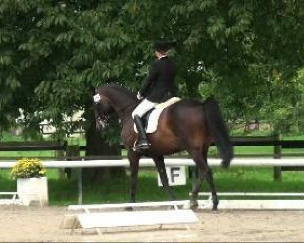 dressage horse Casimir (Thuringia, 1999, from Casander)