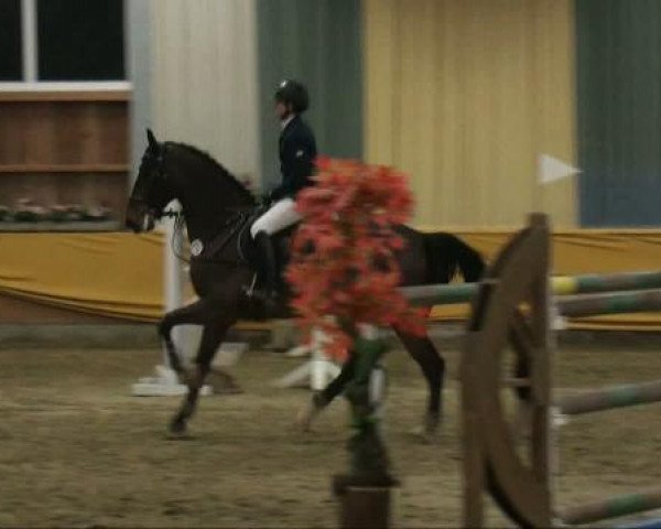 jumper Darco's Darwin (Belgian Warmblood, 2004, from Darco) jumper Darco's Darwin (Belgian Warmblood, 2004, from Darco)
