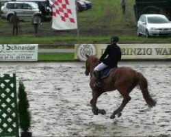 jumper Feel Free V (Westphalian, 2004, from Fiano)
