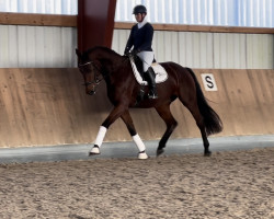dressage horse Flunkyball (Oldenburg, 2018, from Fürstenball)