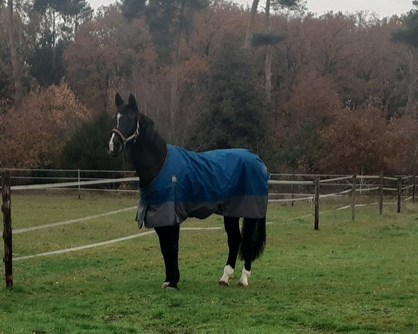 jumper Rita Sport VH (Hanoverian, 2011, from Rabino) jumper Rita Sport VH (Hanoverian, 2011, from Rabino)