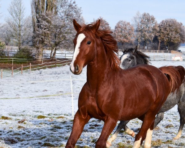 horse Richmond EP (Hanoverian, 2021, from Rotspon)