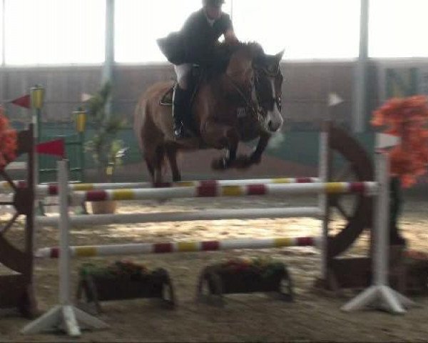 horse Oregon 30 (Irish Sport Horse, 2004, from O-Piloth)