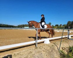 dressage horse Riva 102 (Oldenburg, 2018, from Don Deluxe)