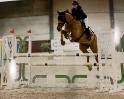jumper Potomak 4 (Bulgarian Warmblood, 2013)