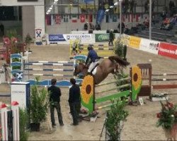 jumper SOLON's Aspendos (Oldenburg show jumper, 2002, from Andiamo)