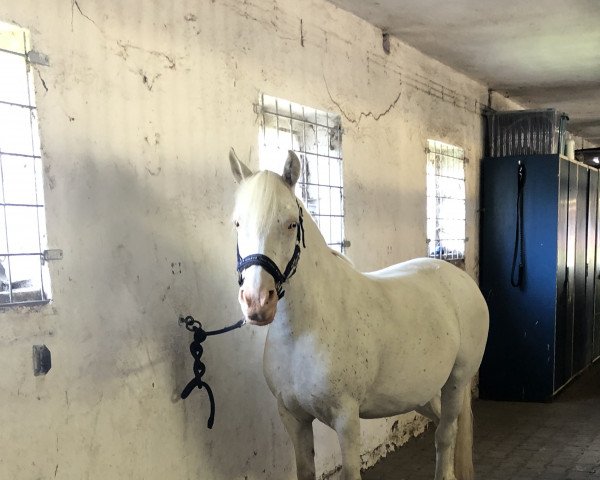 dressage horse Ronja 2454 (Pony without race description, 2013, from Unbekannt Pony)