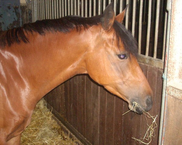 Zuchtstute Carina 535 (Deutsches Reitpony, 2001, von Capri Moon)