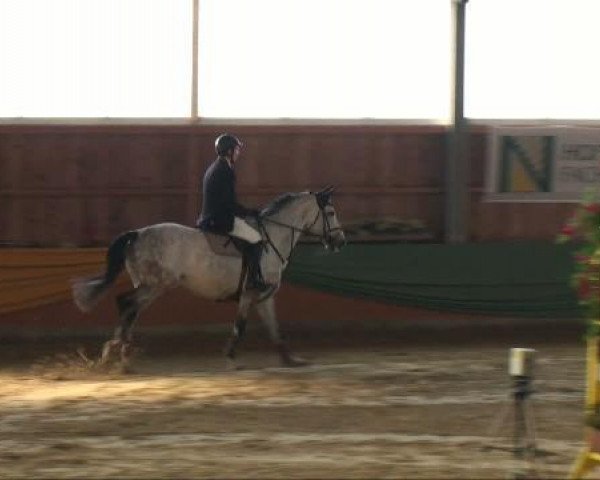 jumper Fernando G (Westphalian, 2004, from Florestan I)