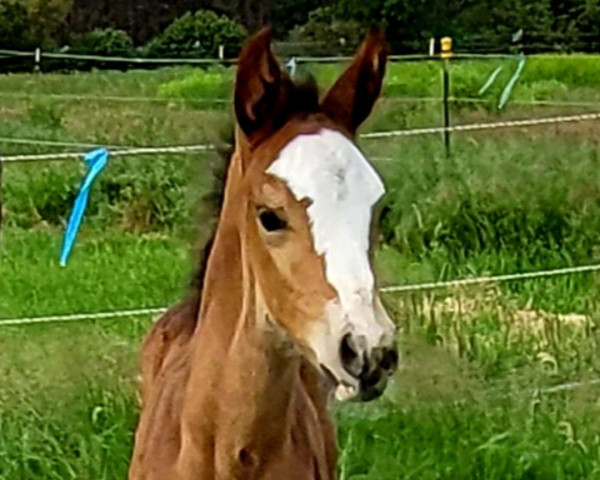 Pferd Campino (Deutsches Sportpferd, 2022, von Cashmere)
