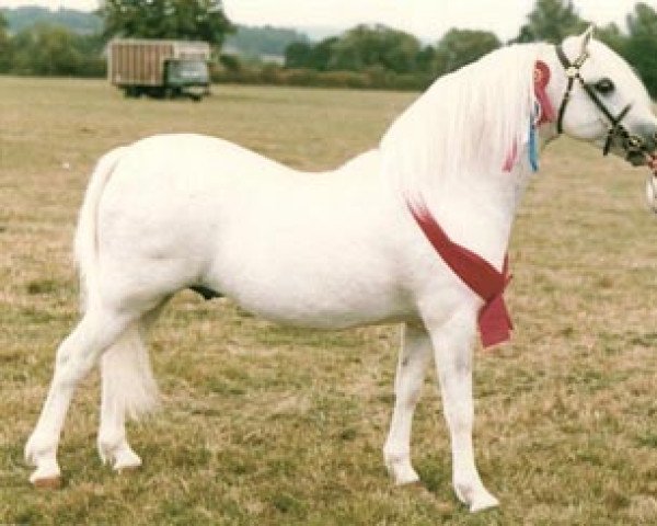 stallion Flydon Henri ap Pip (Welsh mountain pony (SEK.A), 1981, from Clan Pip)