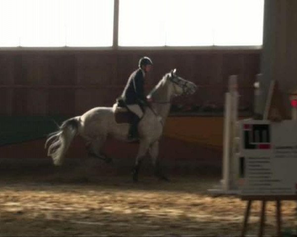 broodmare Lorella 8 (Holsteiner, 2004, from Limbus) broodmare Lorella 8 (Holsteiner, 2004, from Limbus)